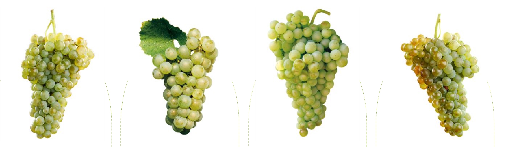 Variedades de uva de mesa sin semilla. ¿Tu propio vino con la mejor uva? ¡Descubre Viveros Barber!
