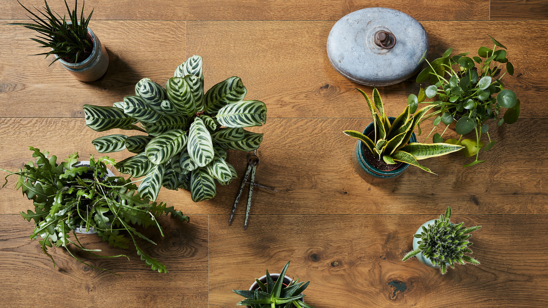 ESTILO URBAN JUNGLE EN CASA: ¿cura la fatiga mental? 12