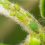 Conoce cómo eliminar plagas en plantas ecológicamente.