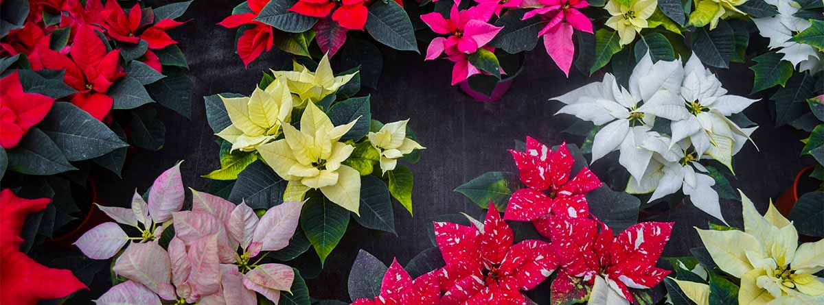 CUANDO LA MAGIA DE NAVIDAD ESTÁ EN LOS CENTROS DE JARDINERIAS 17 CUANDO LA MAGIA DE NAVIDAD ESTÁ EN LOS CENTROS DE JARDINERIAS 17