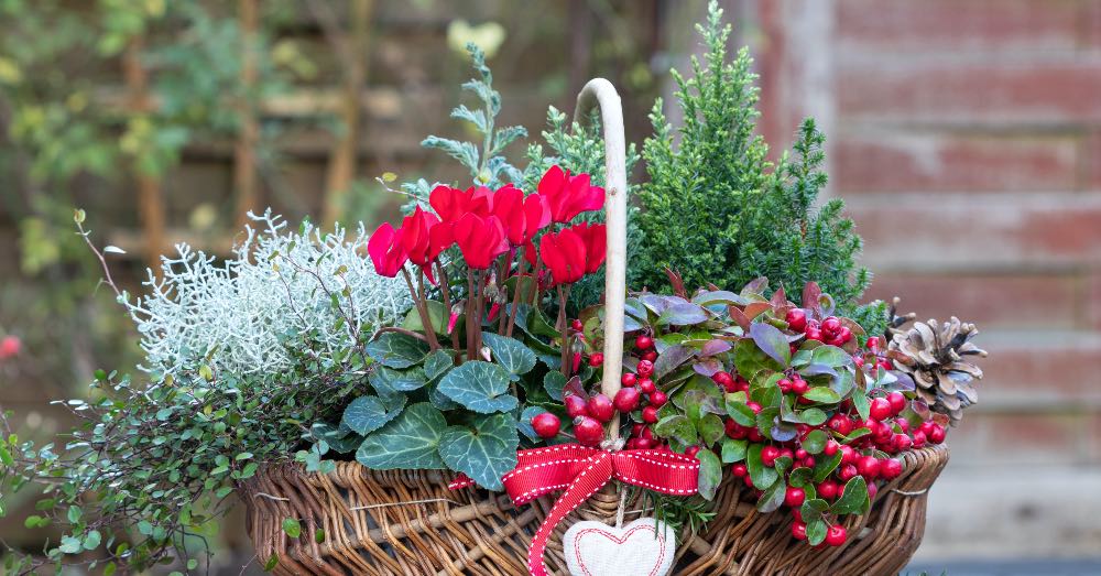 CUANDO LA MAGIA DE NAVIDAD ESTÁ EN LOS CENTROS DE JARDINERIAS 20 CUANDO LA MAGIA DE NAVIDAD ESTÁ EN LOS CENTROS DE JARDINERIAS 20