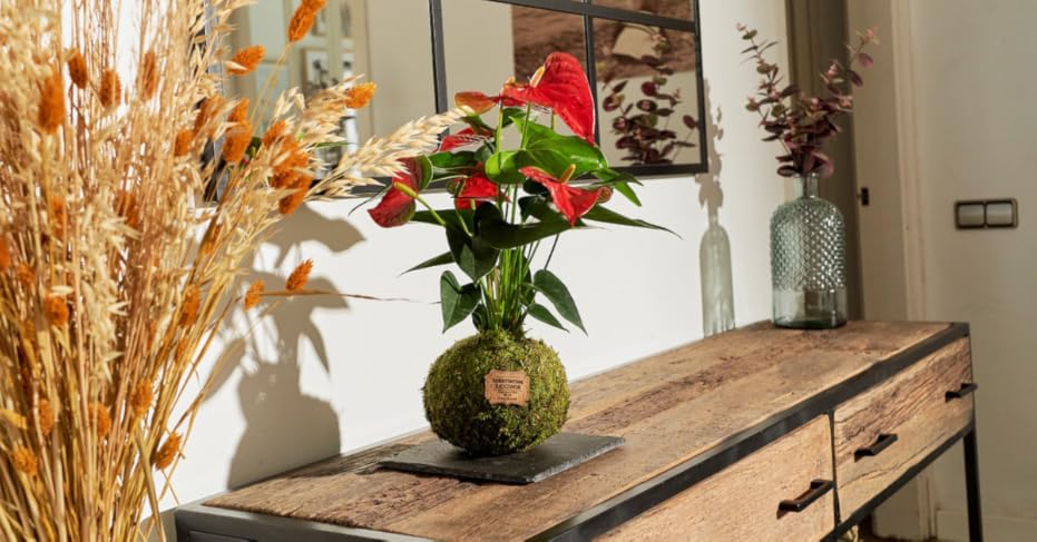 Terrarios y Kokedamas - Piezas maestras de la decoración botánica 6