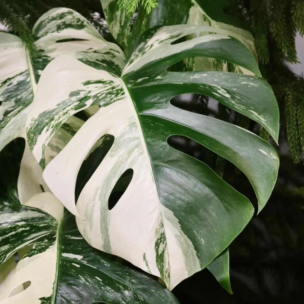 El Mercado del Lujo Botánico: La Fiebre de la Variegación y las Plantas de Colección 9