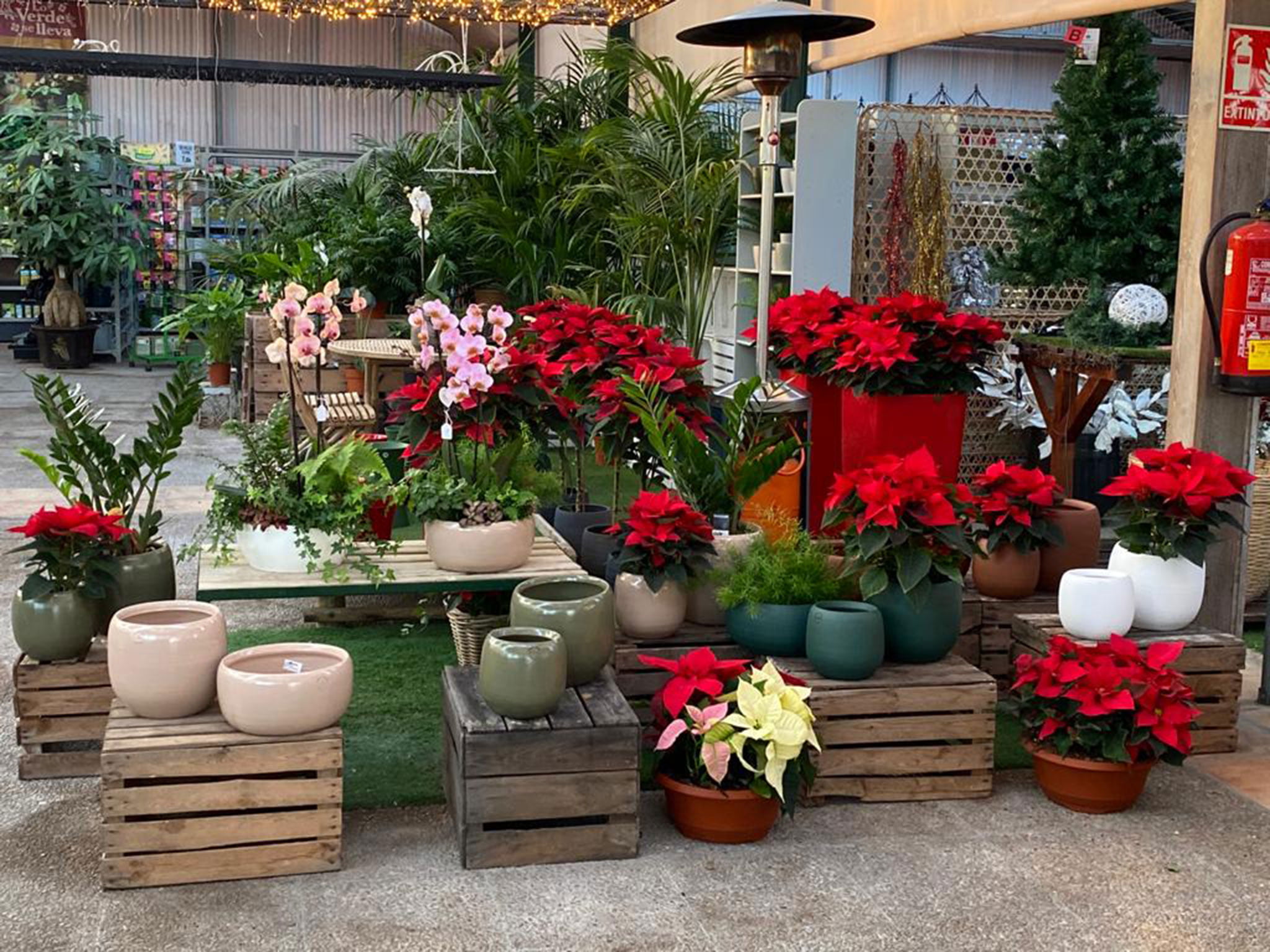 CUANDO LA MAGIA DE NAVIDAD ESTÁ EN LOS CENTROS DE JARDINERIAS 15 CUANDO LA MAGIA DE NAVIDAD ESTÁ EN LOS CENTROS DE JARDINERIAS 15