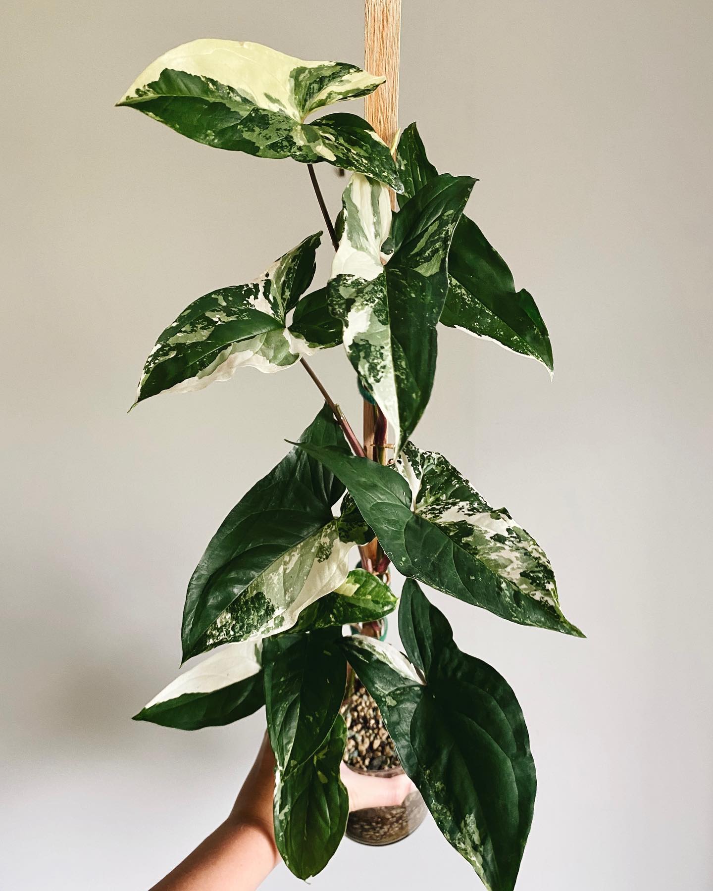 El Mercado del Lujo Botánico: La Fiebre de la Variegación y las Plantas de Colección 11