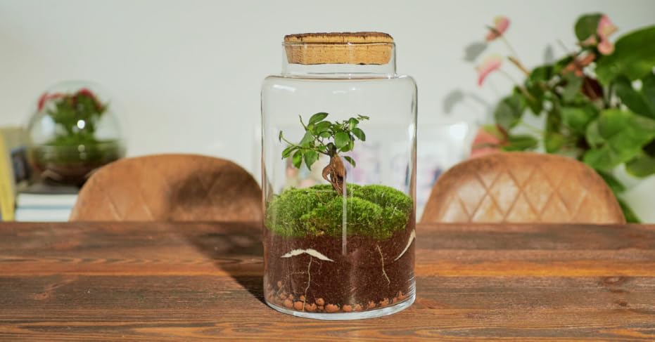 Terrarios y Kokedamas - Piezas maestras de la decoración botánica 5