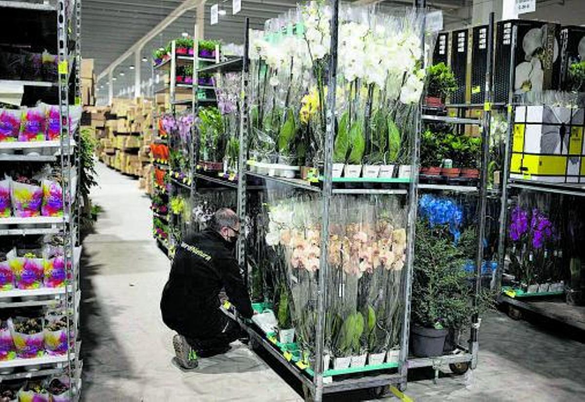 Verdnatura: El Gigante Valenciano que Sostiene el Sector Floral 13 Verdnatura: El Gigante Valenciano que Sostiene el Sector Floral 13